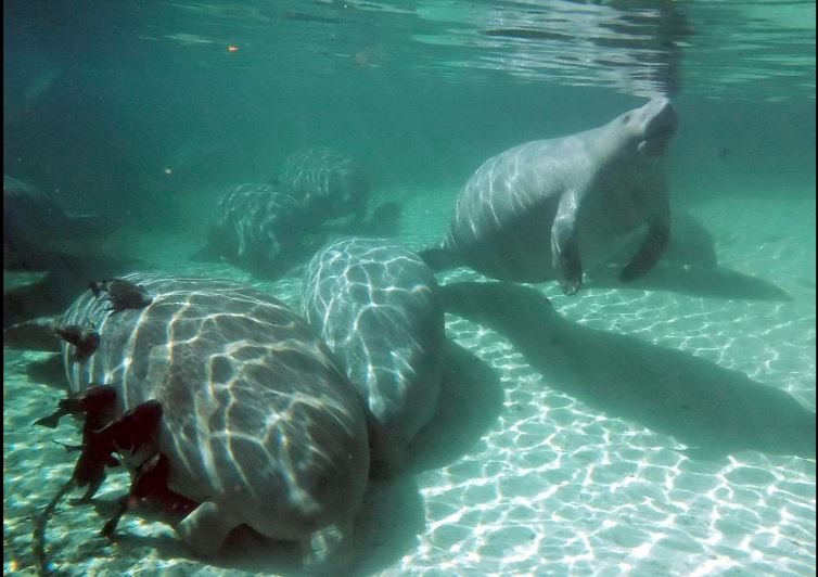 The U.S. Fish and Wildlife Service is expected to rule soon on downlisting the Florida manatee from endangered to threatened status under the Endangered Species Act. AP ARCHIVE